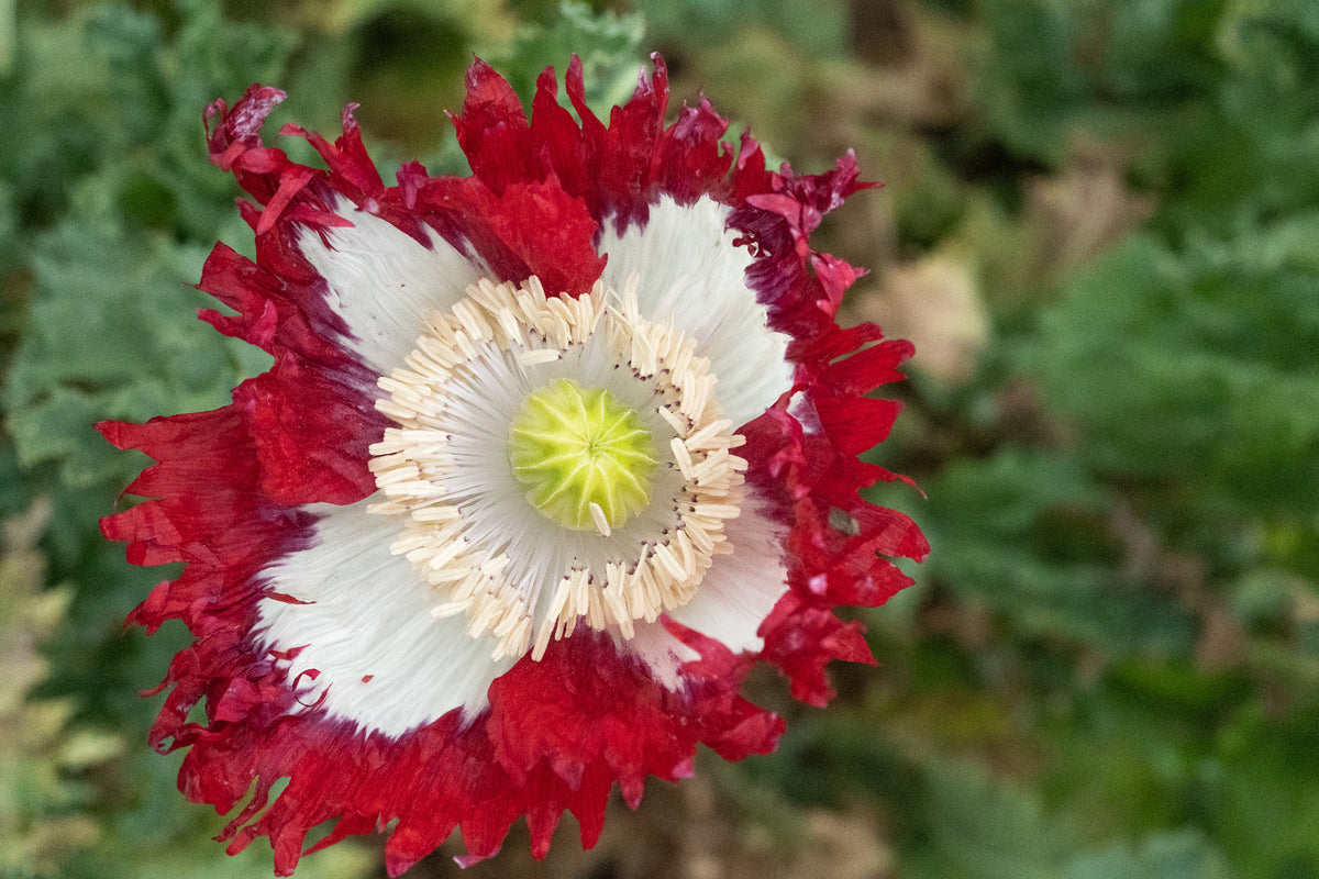 Danish Flag Poppy