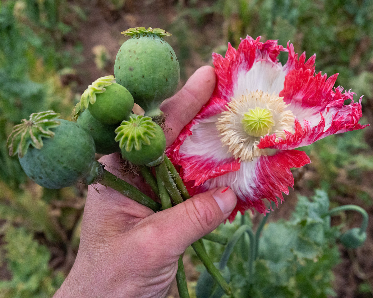 Danish Flag Poppy