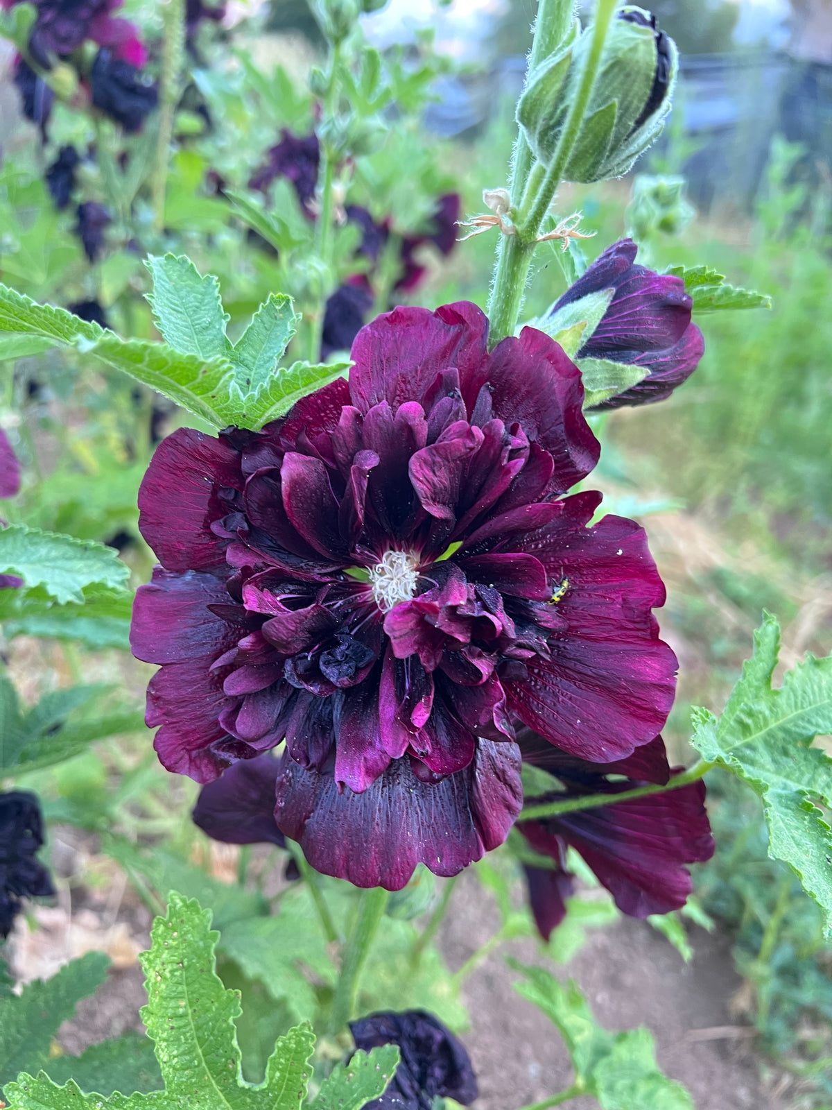 Double Black Hollyhock