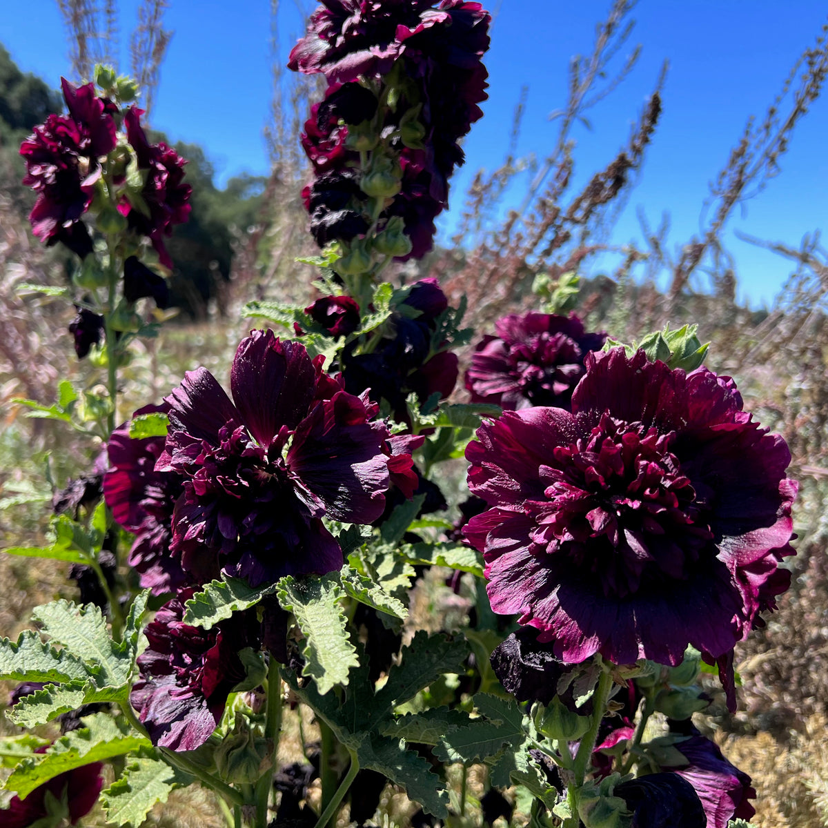 Double Black Hollyhock