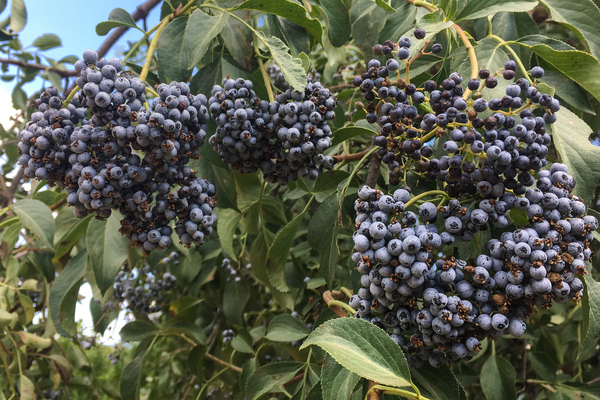 Mexican Elderberry