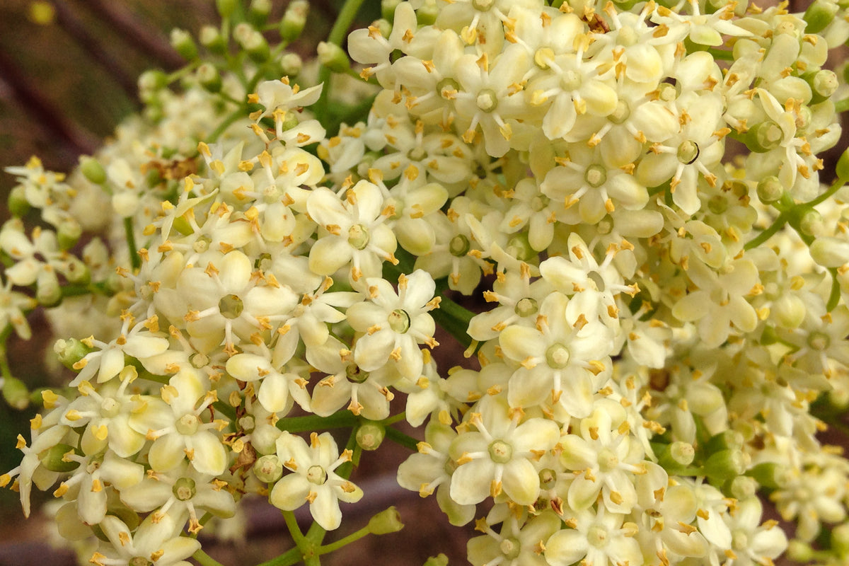 Mexican Elderberry