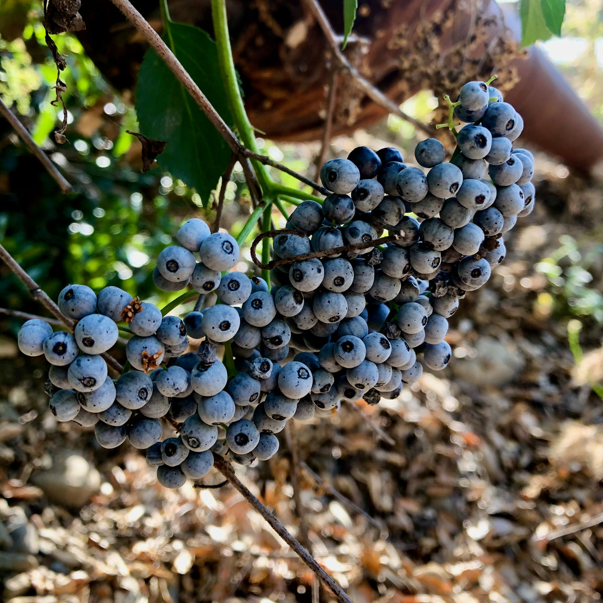Mexican Elderberry