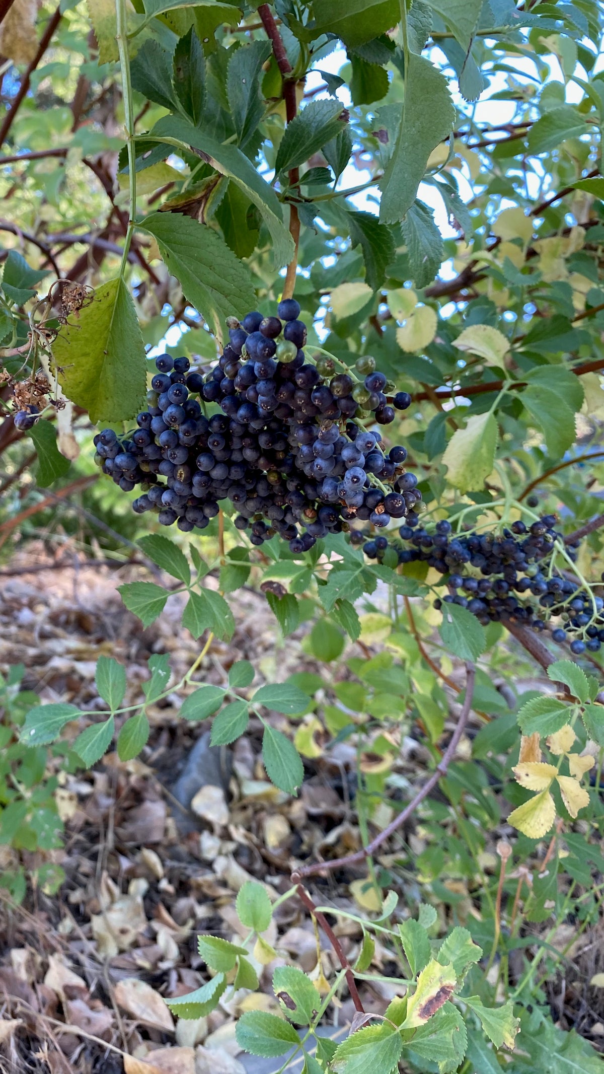 Mexican Elderberry