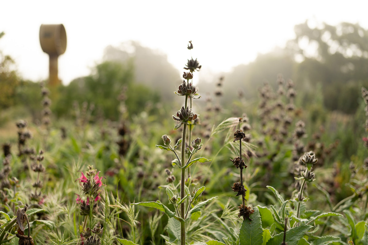 Hummingbird Sage