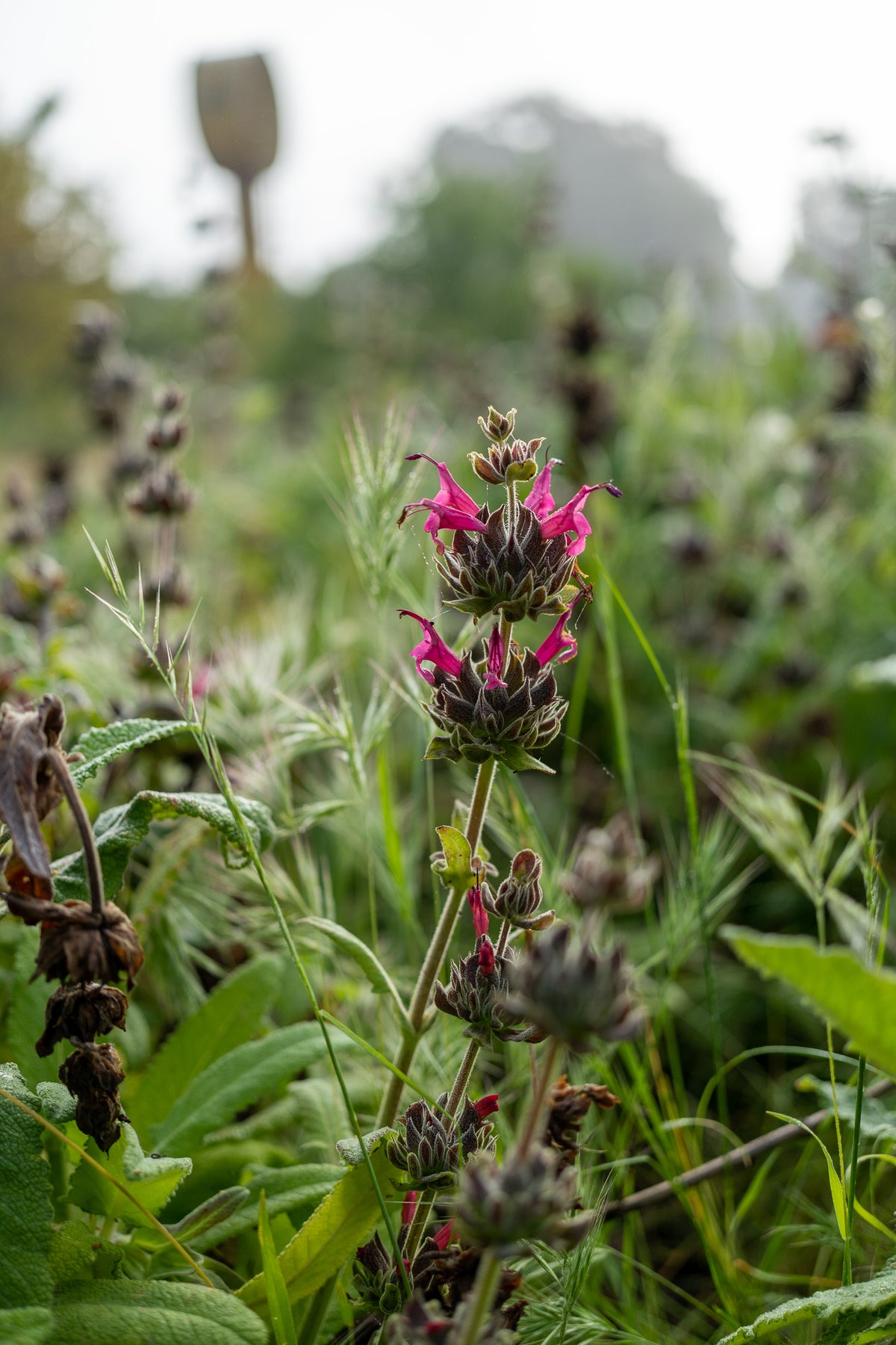 Hummingbird Sage
