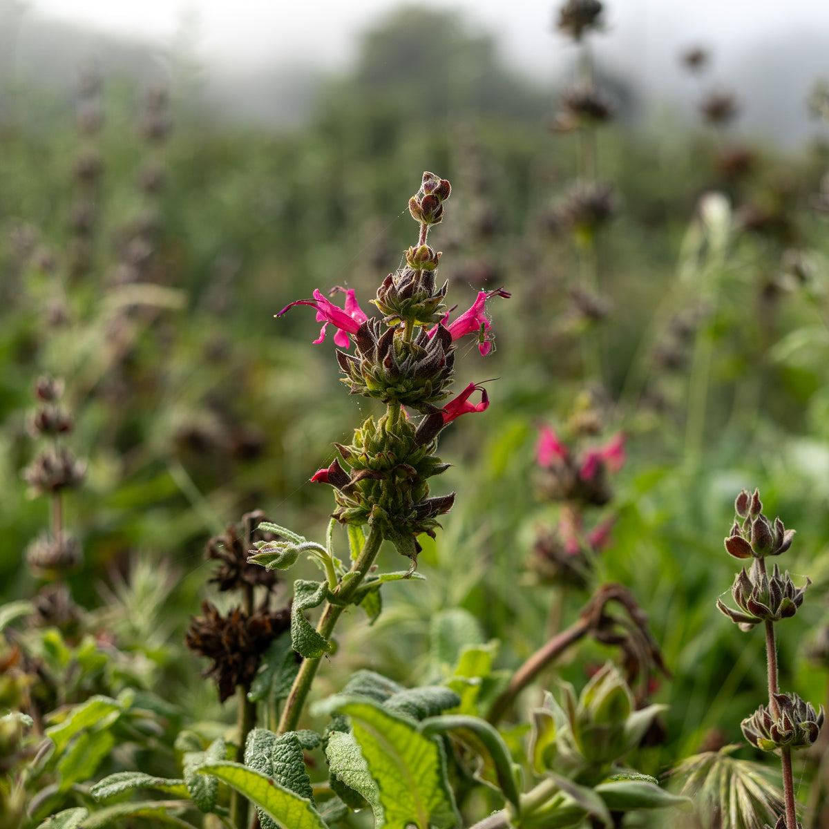 Hummingbird Sage