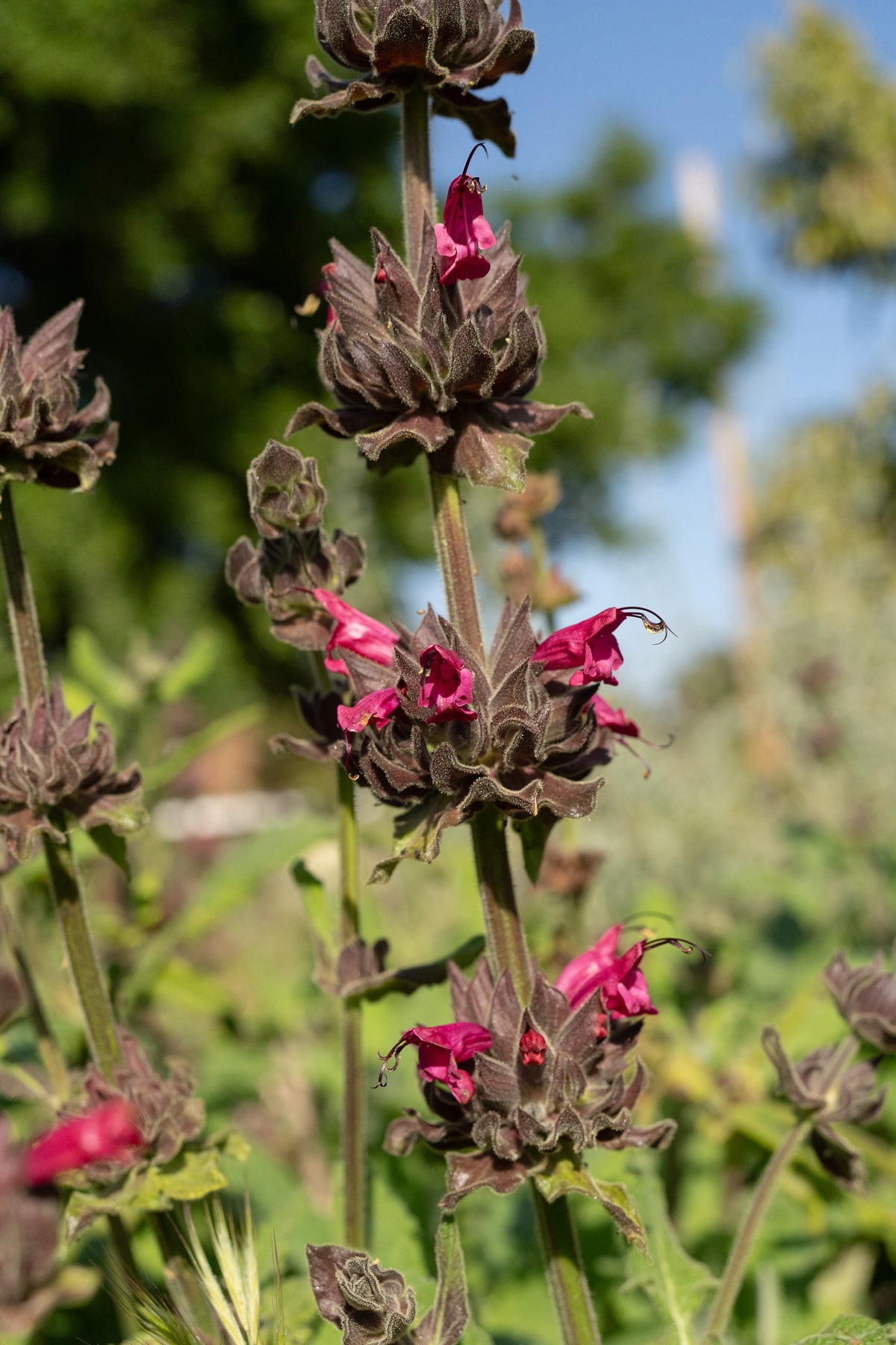 Hummingbird Sage