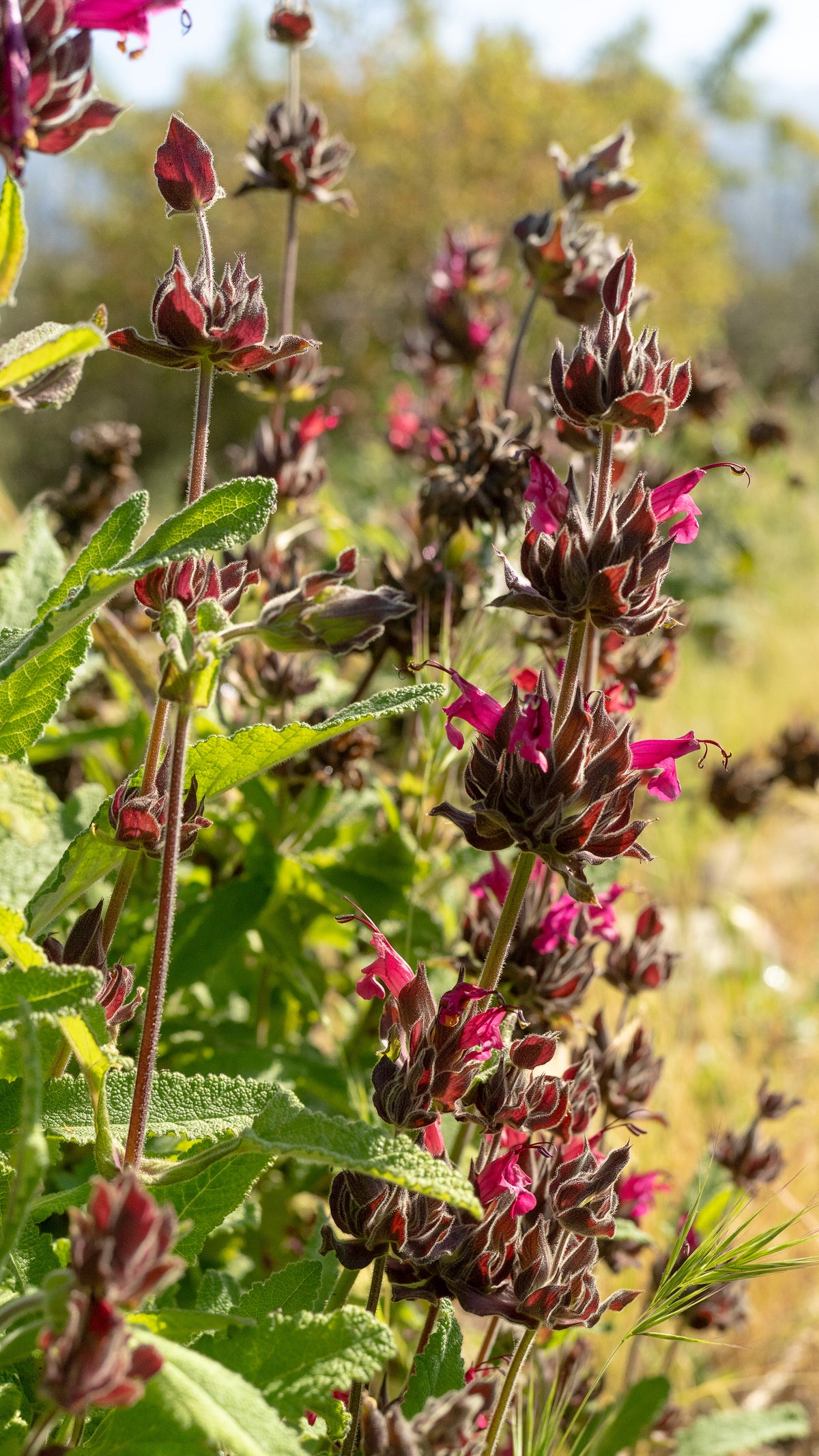 Hummingbird Sage