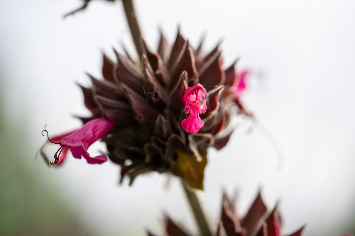 Hummingbird Sage