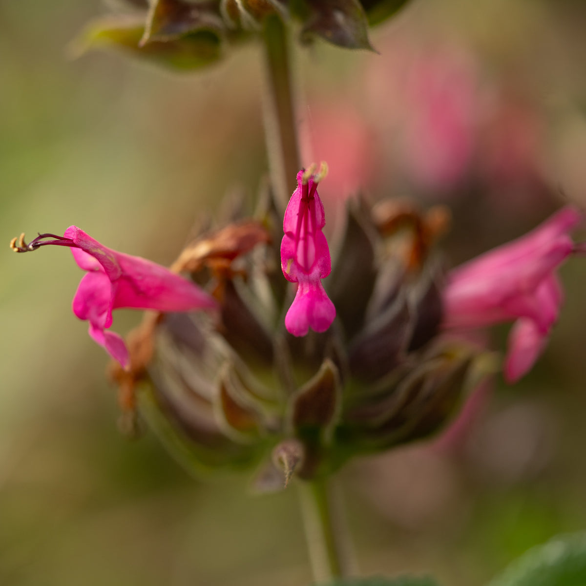 Hummingbird Sage