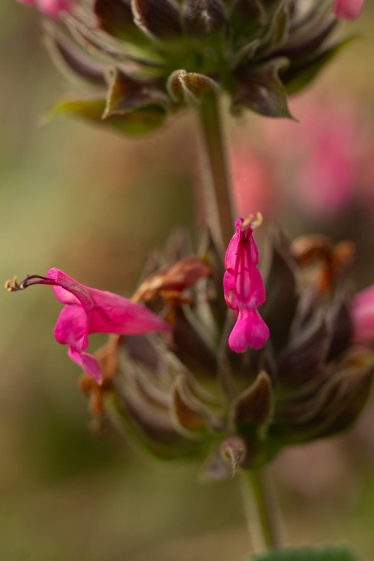 Hummingbird Sage