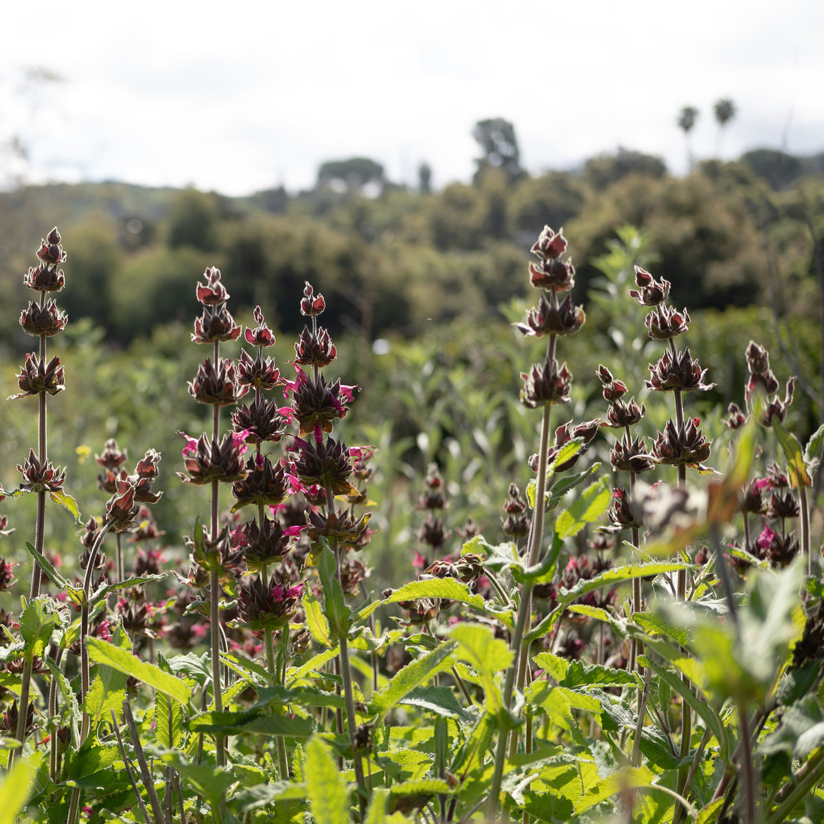 Hummingbird Sage