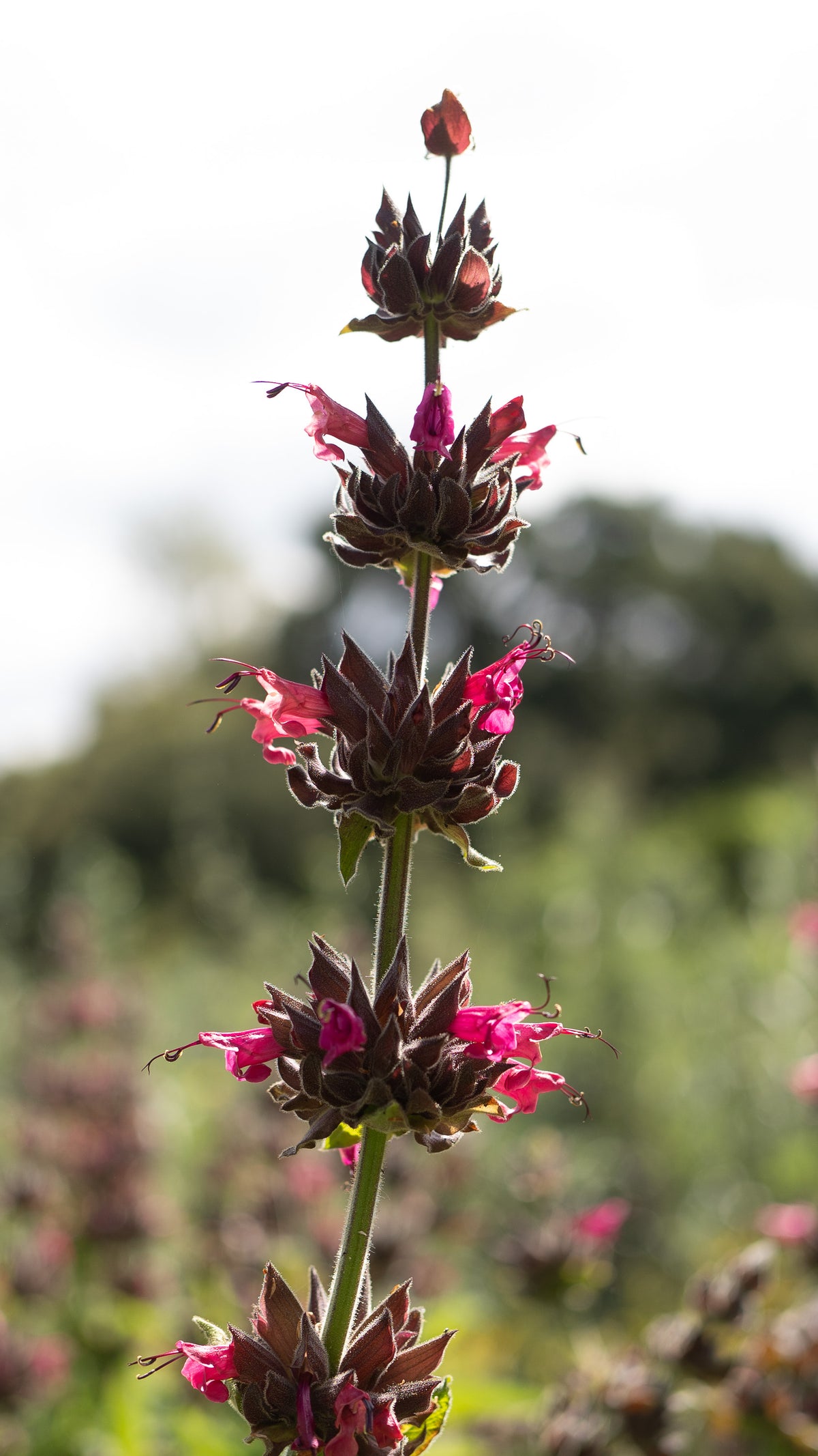 Hummingbird Sage