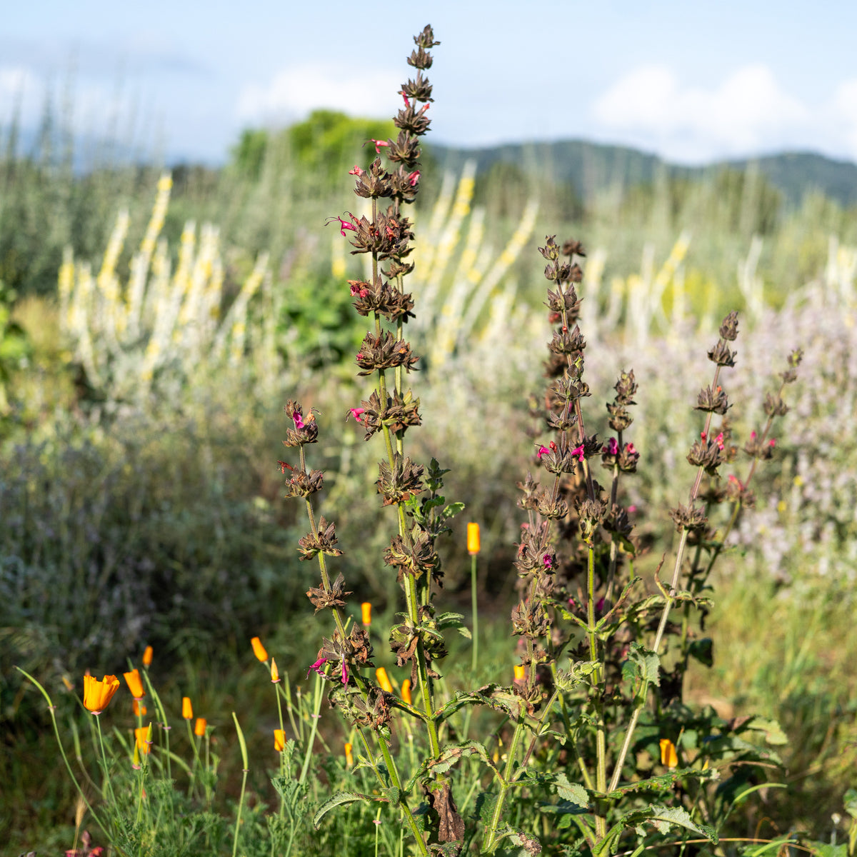 Hummingbird Sage