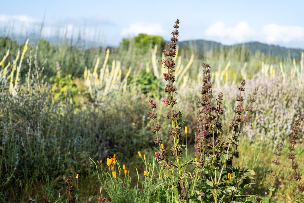 Hummingbird Sage