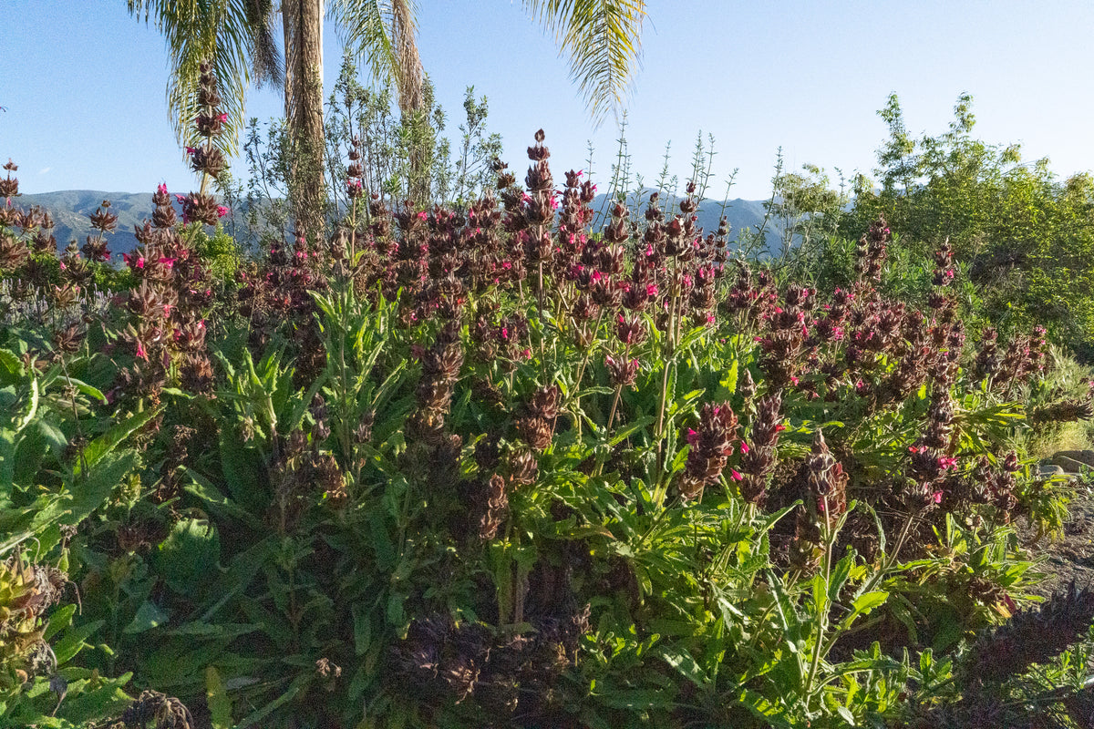 Hummingbird Sage