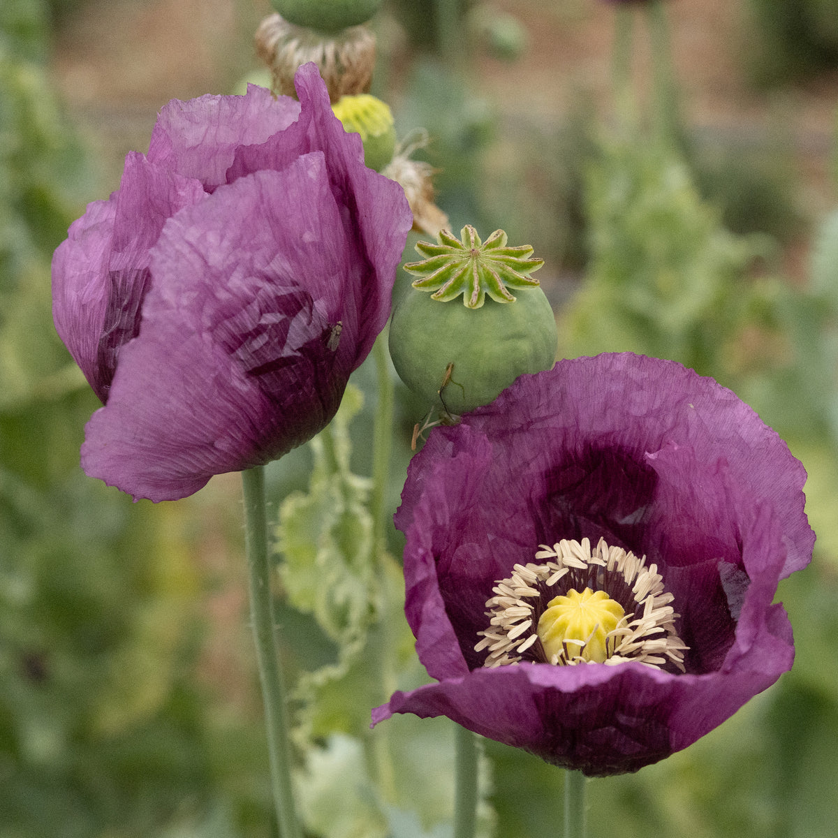 Hungarian Breadseed Poppy