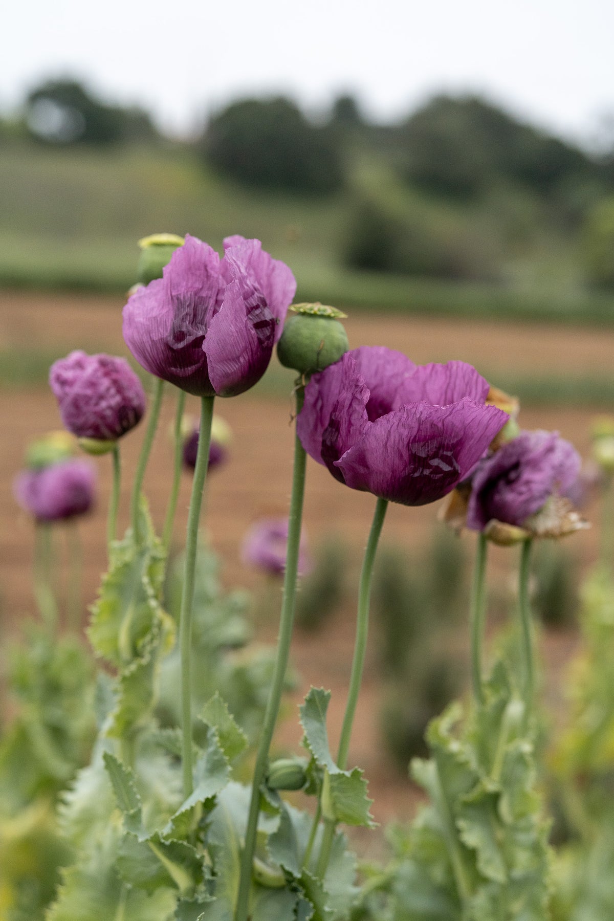Hungarian Breadseed Poppy