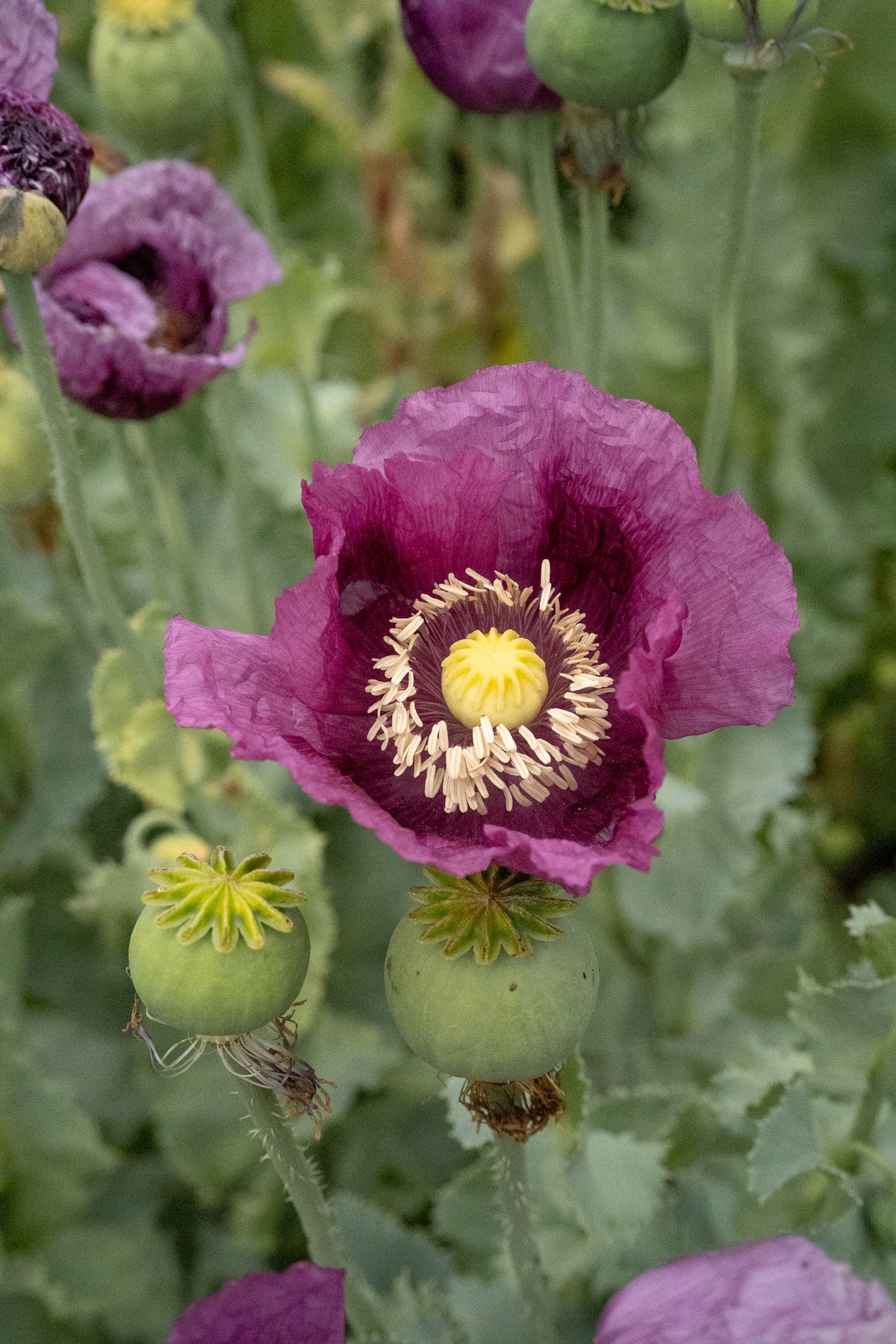 Hungarian Breadseed Poppy