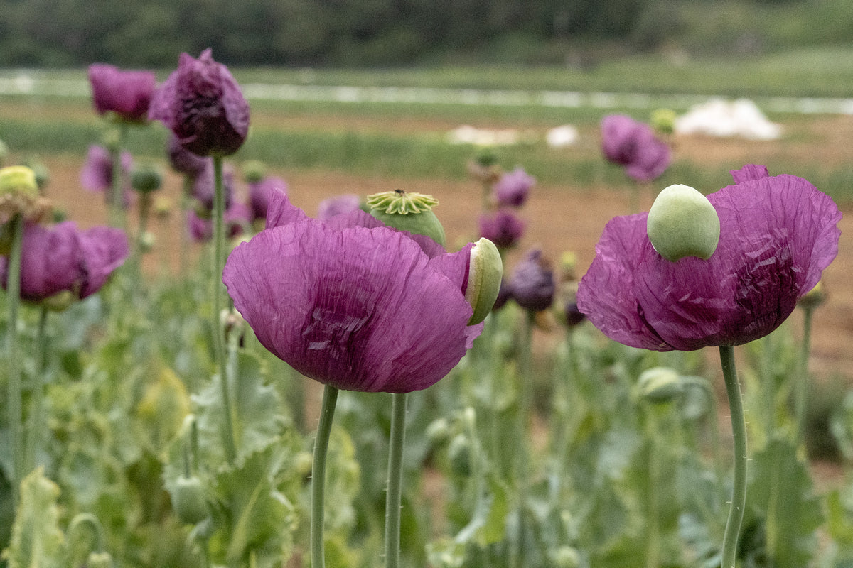 Hungarian Breadseed Poppy