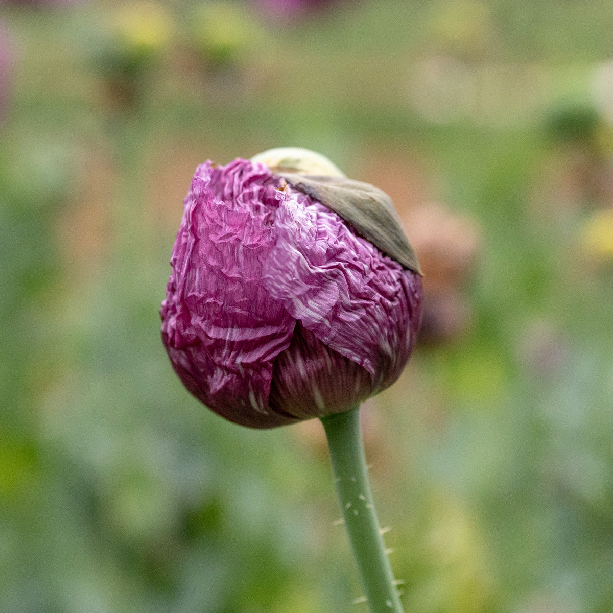 Hungarian Breadseed Poppy