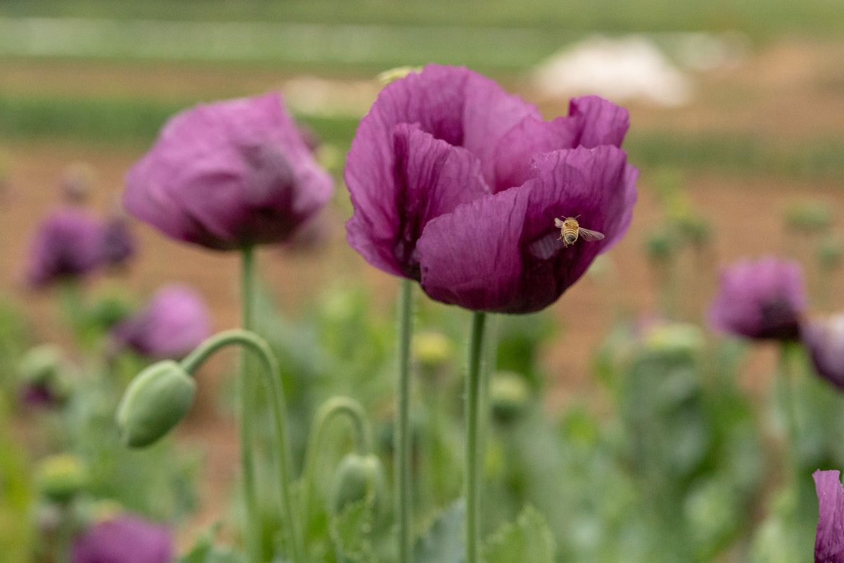 Hungarian Breadseed Poppy