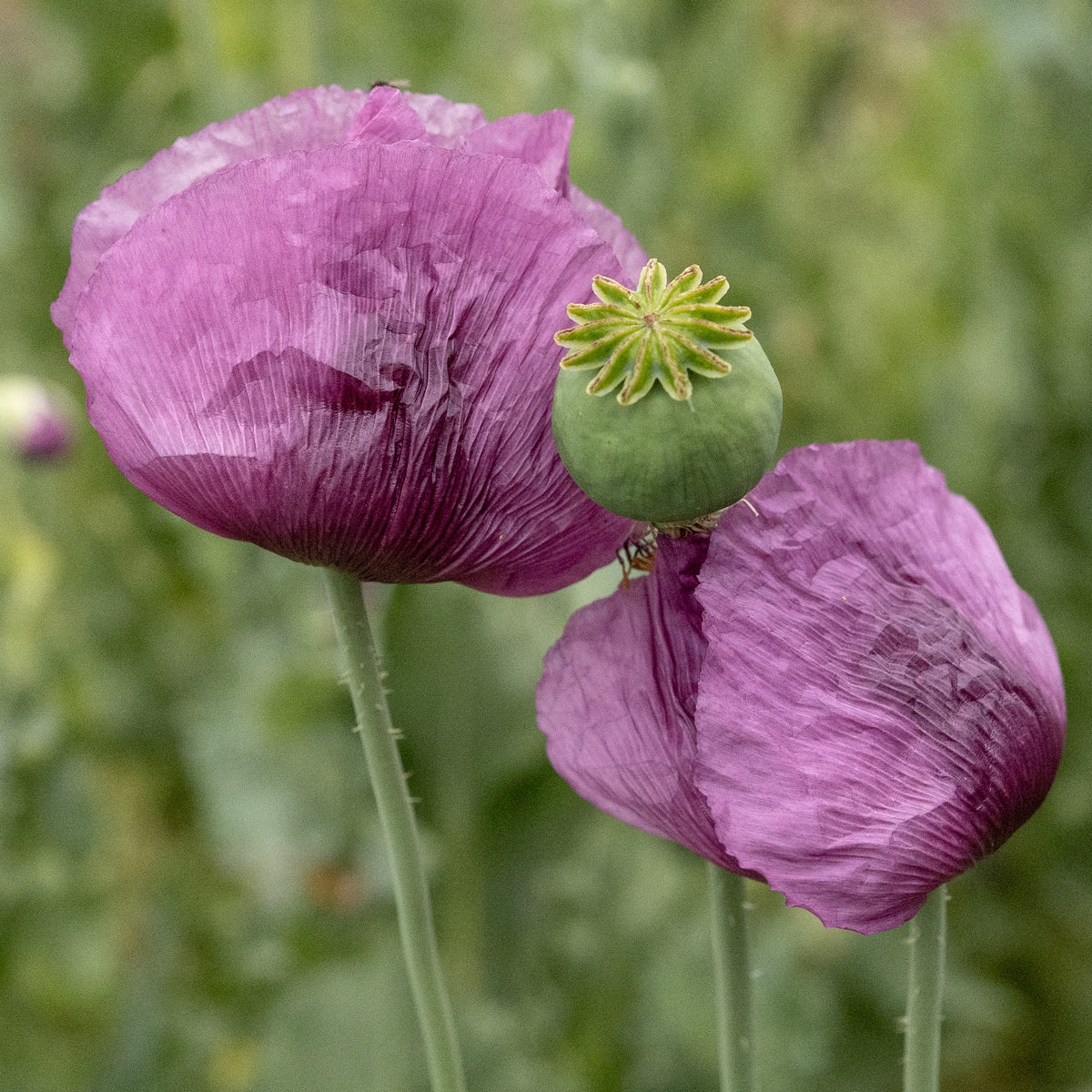 Hungarian Breadseed Poppy