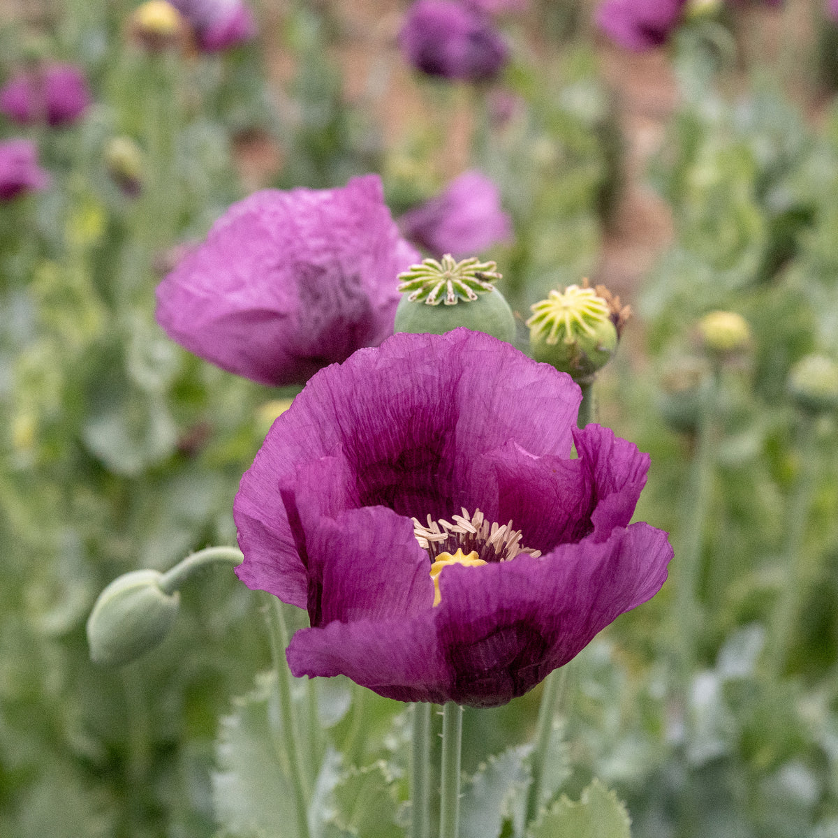 Hungarian Breadseed Poppy