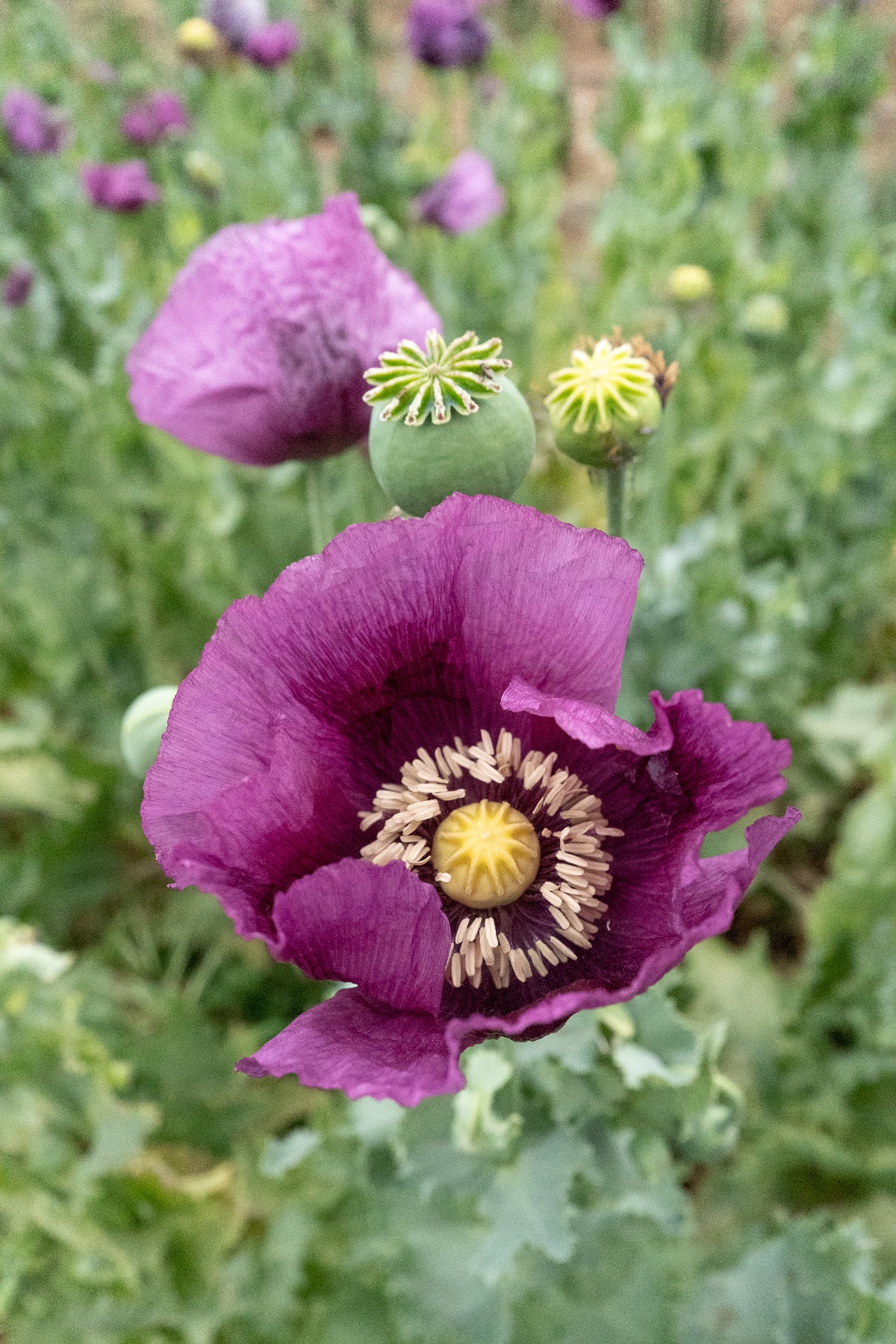 Hungarian Breadseed Poppy