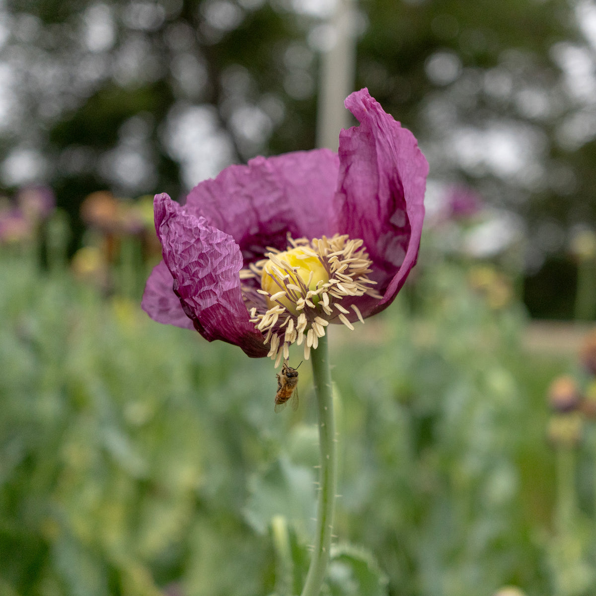 Hungarian Breadseed Poppy