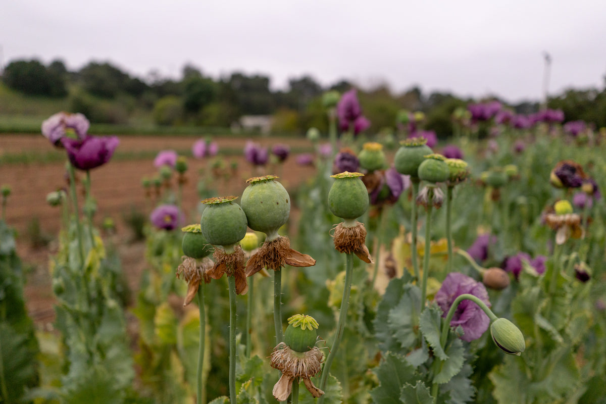 Hungarian Breadseed Poppy