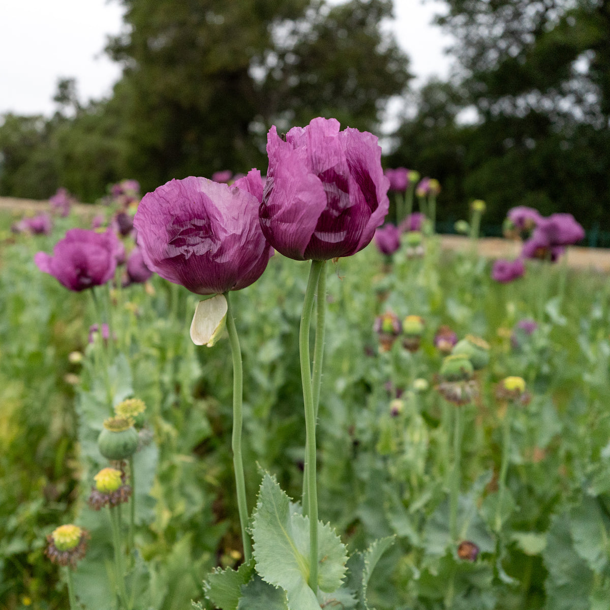 Hungarian Breadseed Poppy