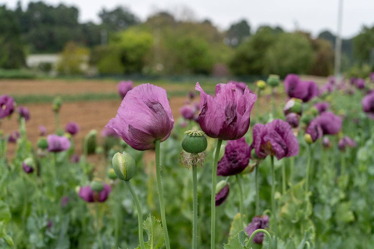 Hungarian Breadseed Poppy