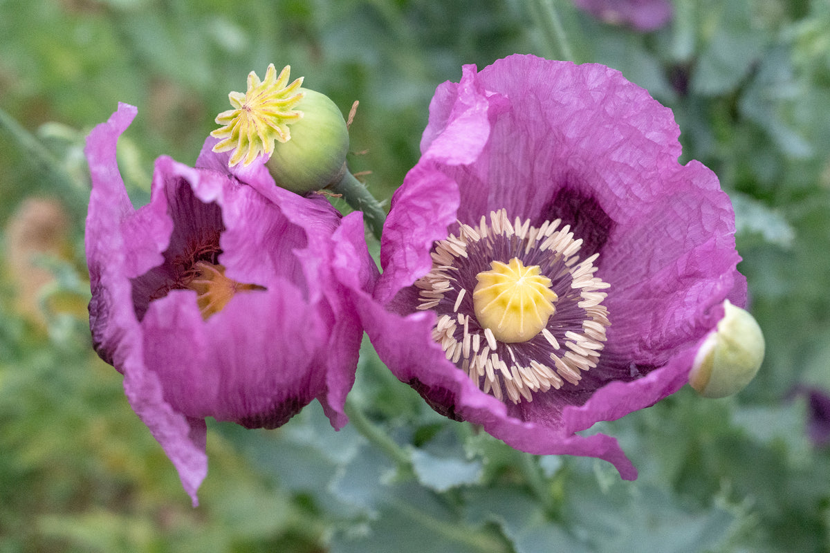 Hungarian Breadseed Poppy