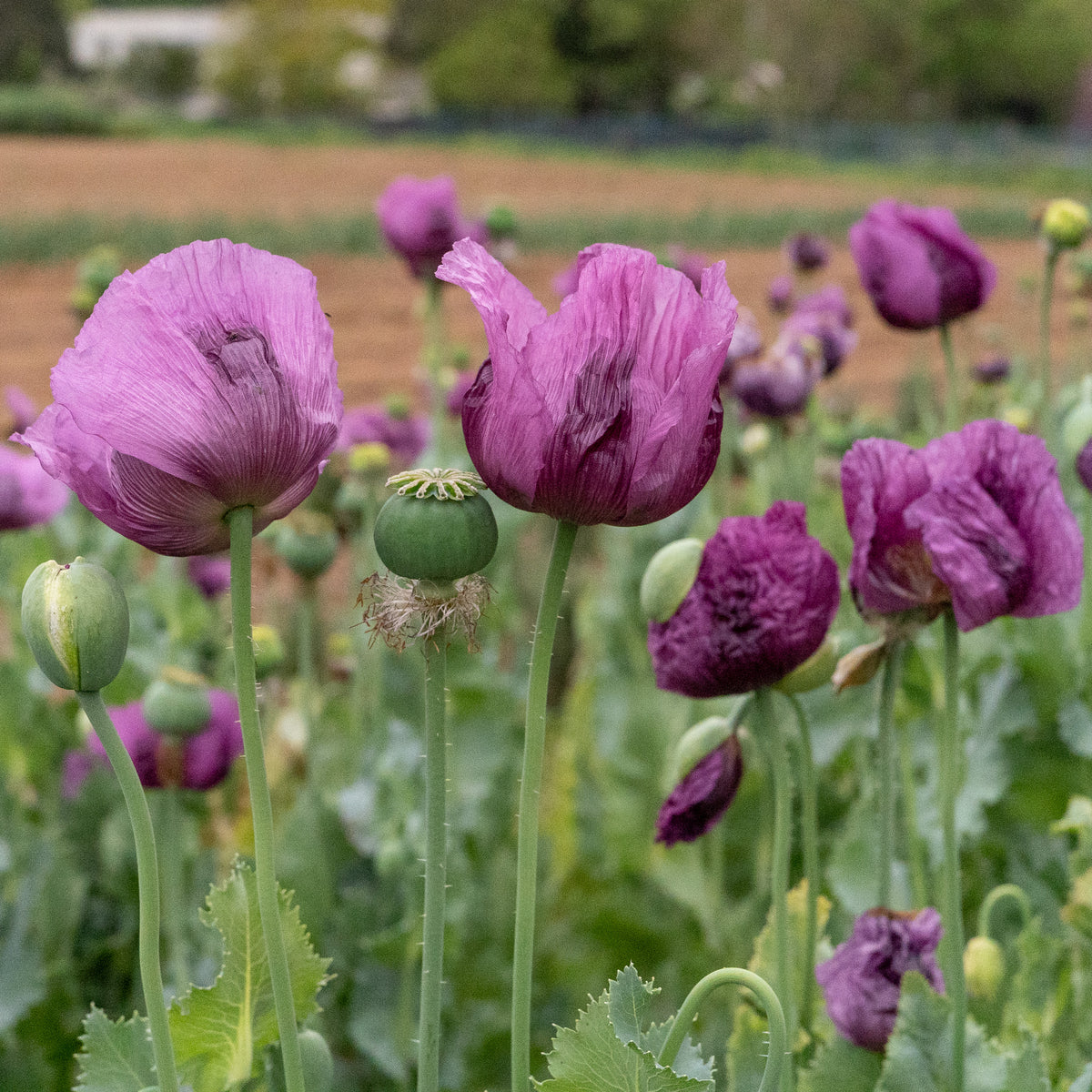 Hungarian Breadseed Poppy