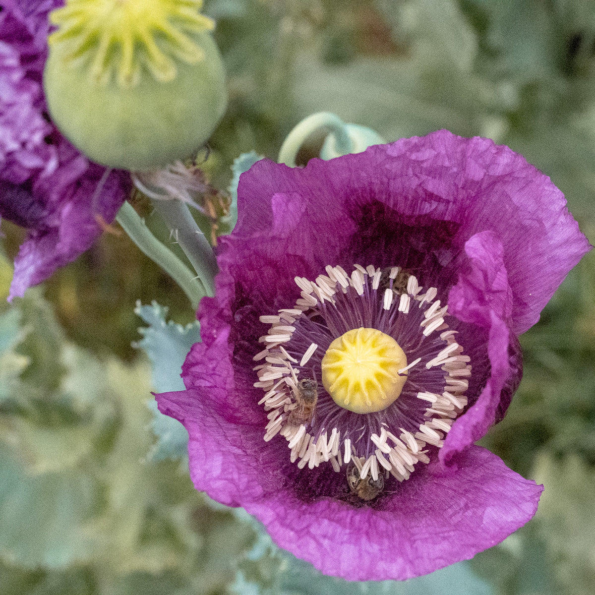 Hungarian Breadseed Poppy
