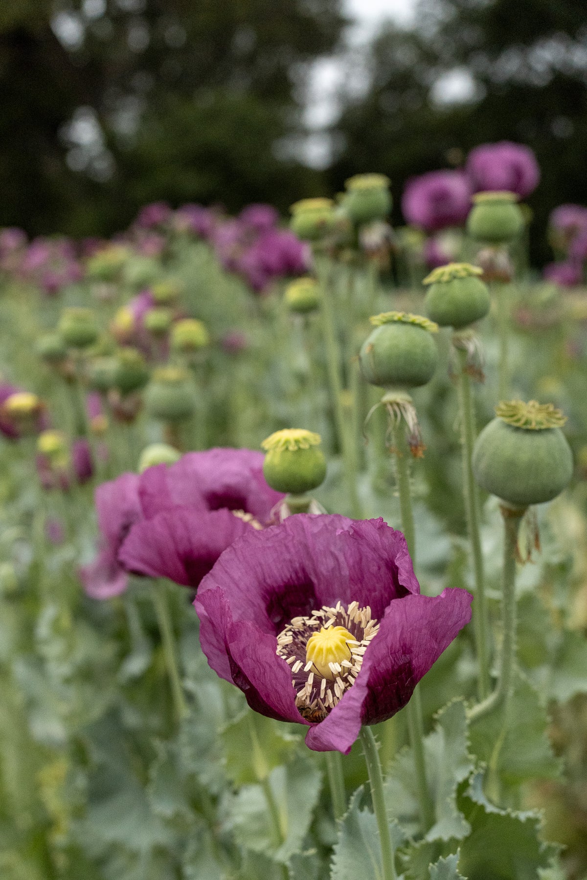 Hungarian Breadseed Poppy