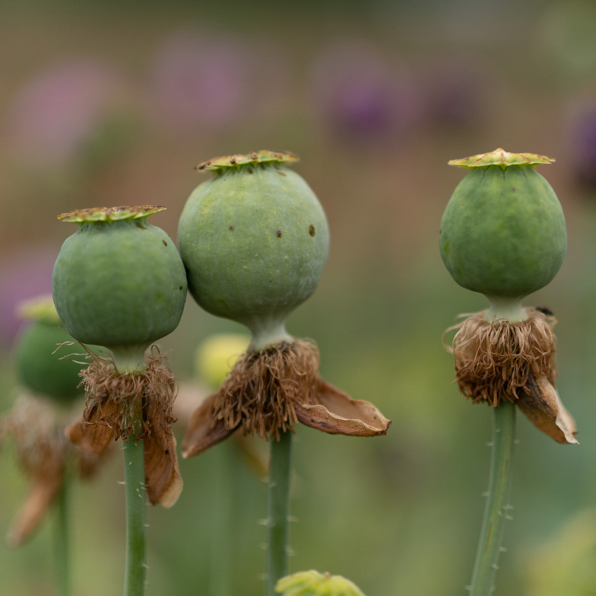 Hungarian Breadseed Poppy