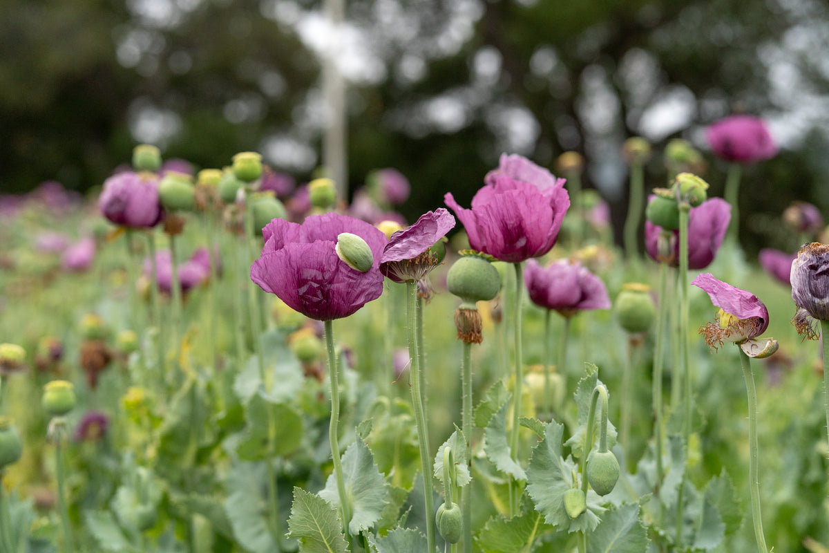 Hungarian Breadseed Poppy