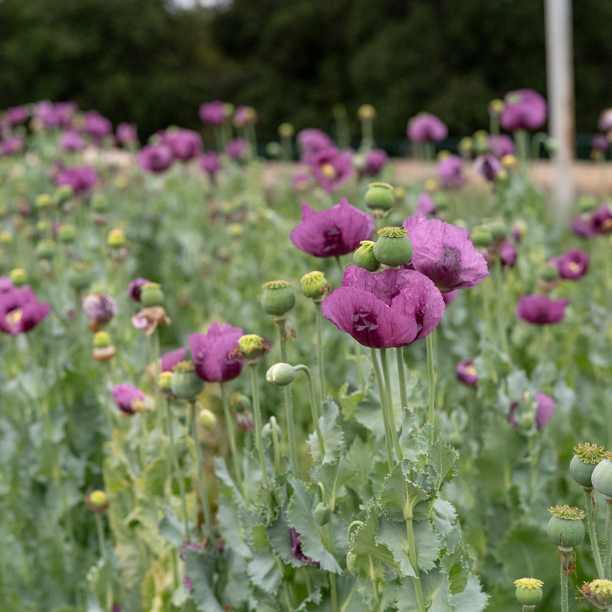 Hungarian Breadseed Poppy