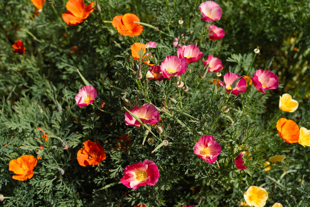 Landback California Poppy