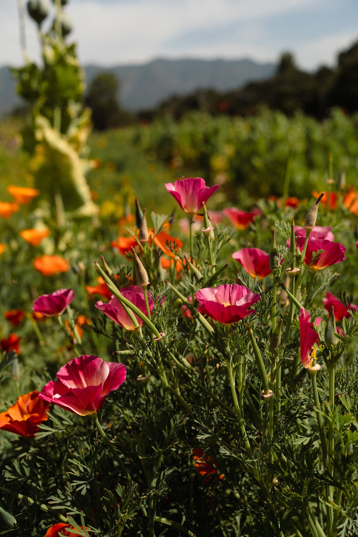 Landback California Poppy