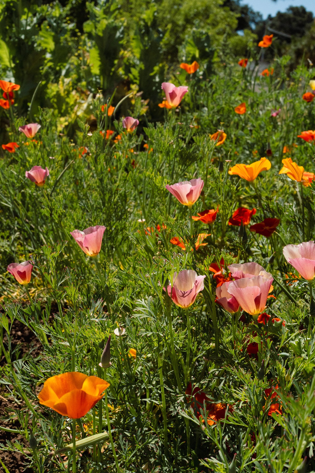 Landback California Poppy