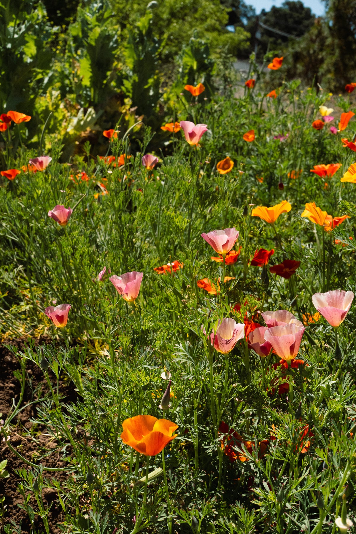 Landback California Poppy