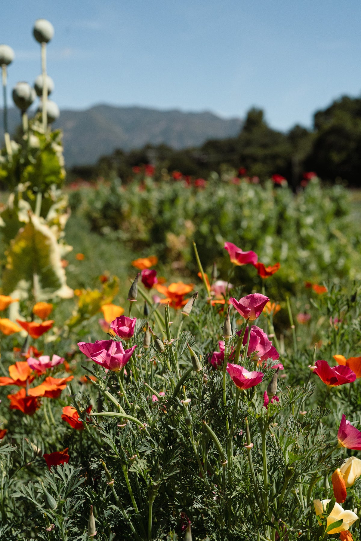 Landback California Poppy