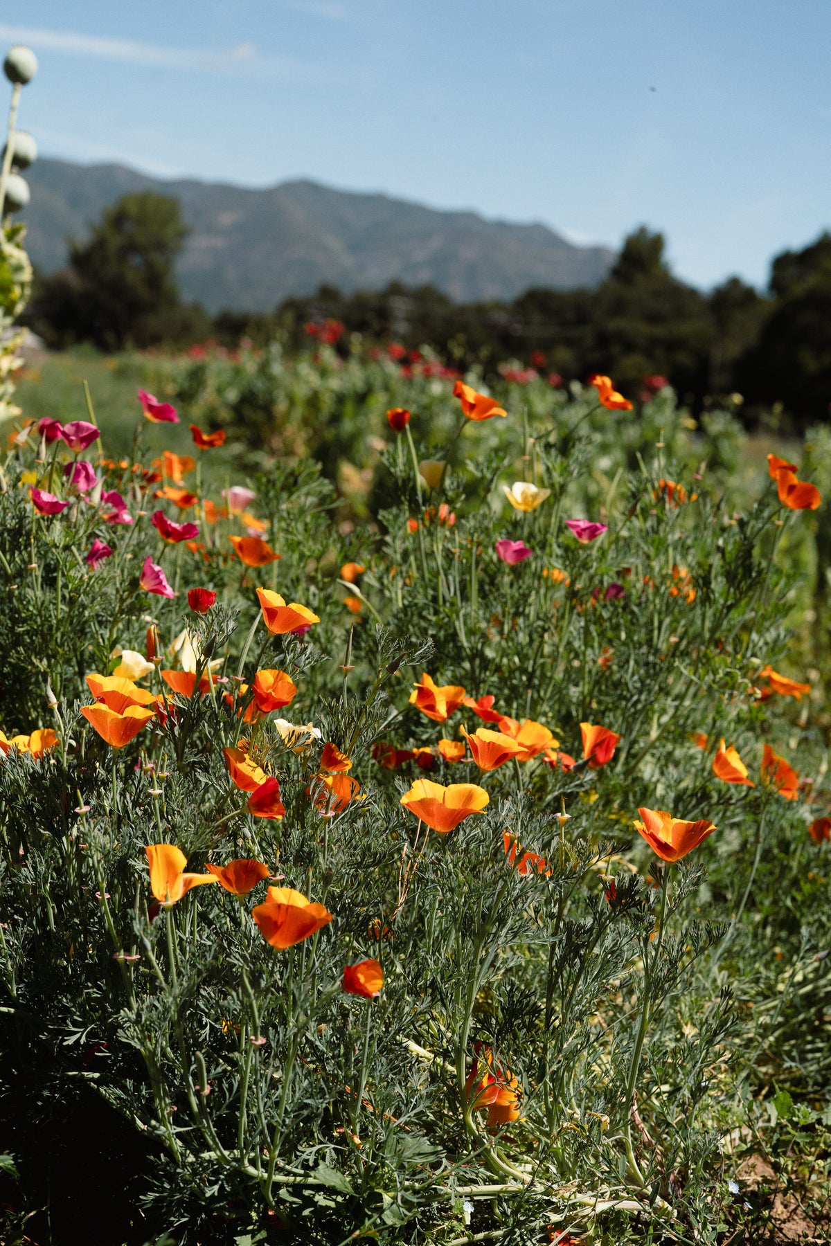 Landback California Poppy