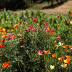 Landback California Poppy
