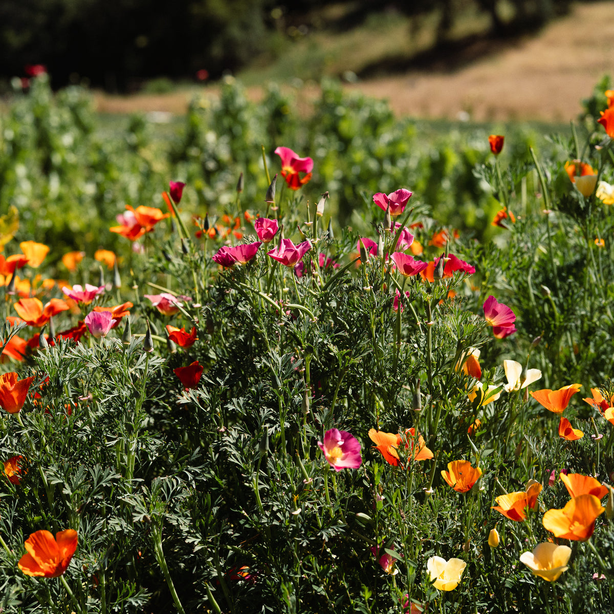 Landback California Poppy