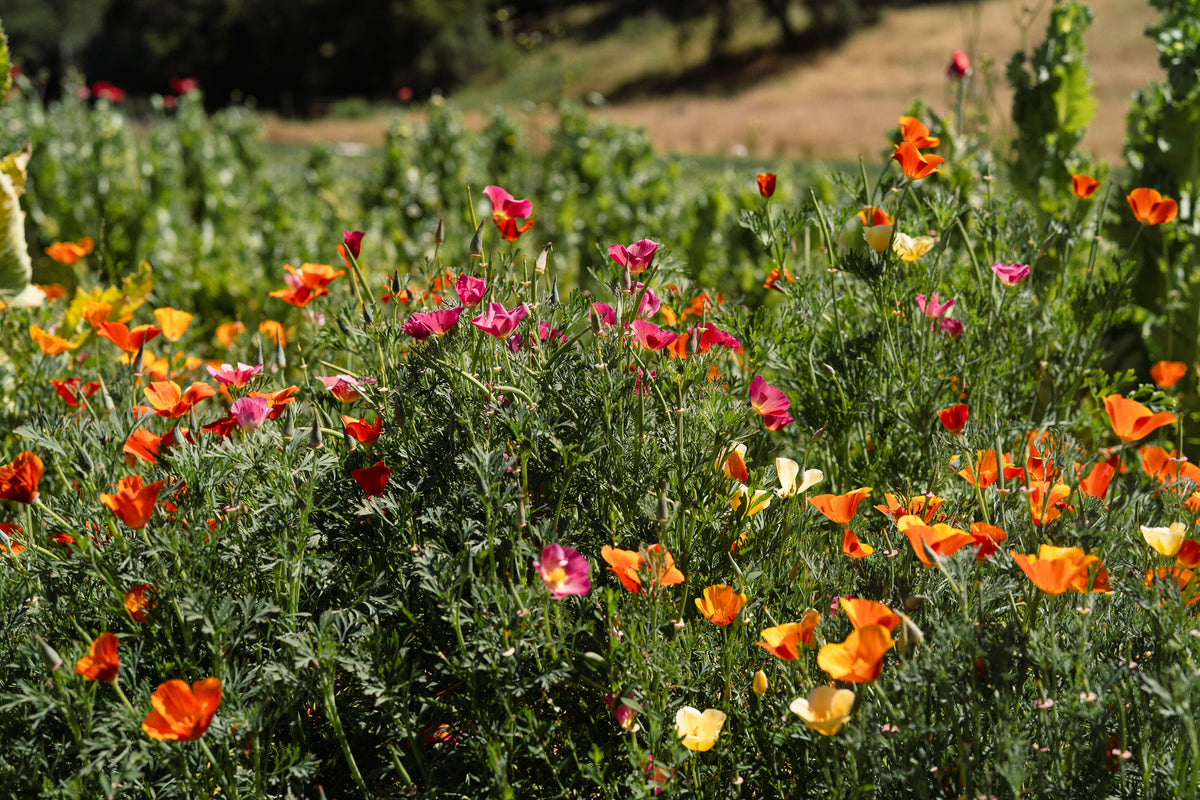 Landback California Poppy